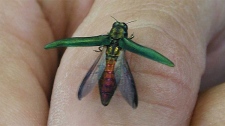 An emerald ash borer beetle is seen in this image courtesy the Canadian Food Inspection Agency (CFIA).