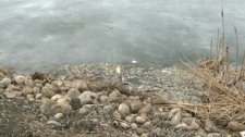 dead fish Puslinch Lake