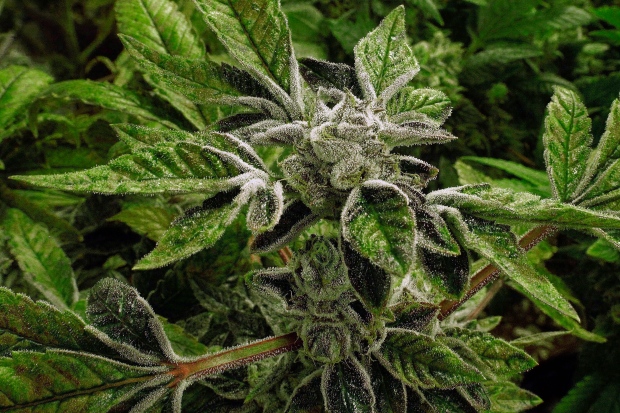 Marijuana plants (Seth Perlman / The Canadian Press)