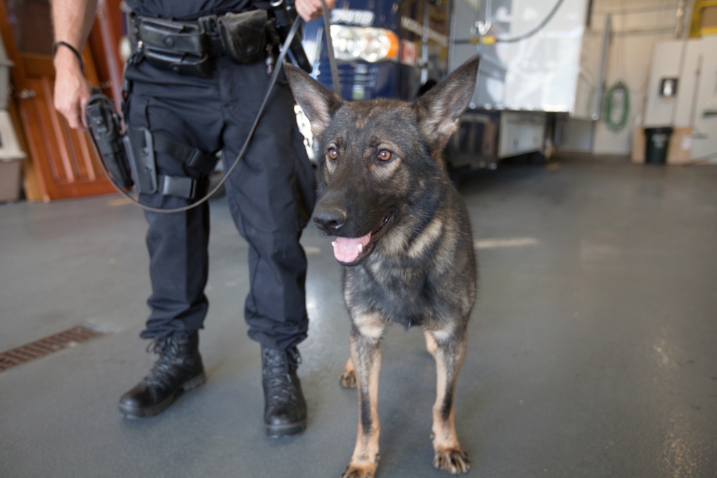 One of two new police dogs undergoing training before joining Waterloo Regional Police is shown here. (Waterloo Regional Police)