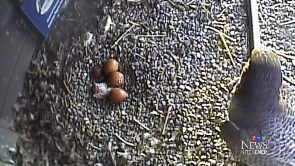 Peregrine falcon eggs start hatching