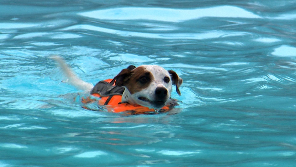 A dog enjoys some pool time in High Park on Sept. 1, 2019. (Corey Baird/CTV News Toronto)