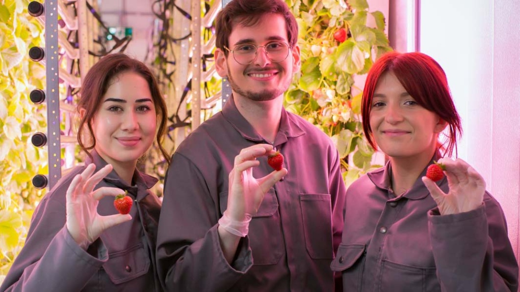 The Waterloo team is working with Veritité, a hydroponic strawberry grower in Montreal pictured here. From left: Elena Fortin-Kochieva (Farm Manager), Phil Rosenbaum (Co-founder), Ophelia Sarakinis (Co-founder and CEO). (Submitted/Veritité)