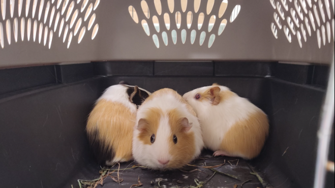Large intake of Guinea pigs found in Perth County. (Source: The Guelph Humane Society)