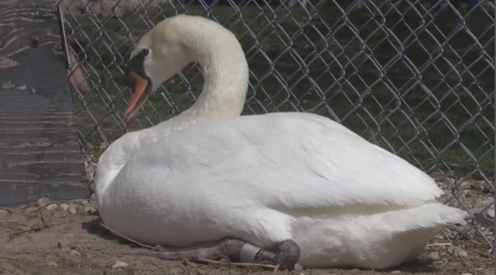 Fire fighters rescue swan in Elora