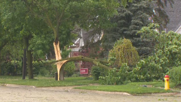 City crews work to clear fallen trees and debris following Saturday's storm. (CTV Kitchener)