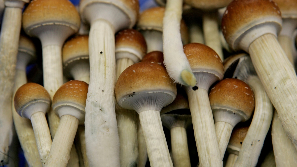 In this Aug. 3, 2007, file photo magic mushrooms are seen in a grow room at the Procare farm in Hazerswoude, central Netherlands. (AP Photo/Peter Dejong, File)