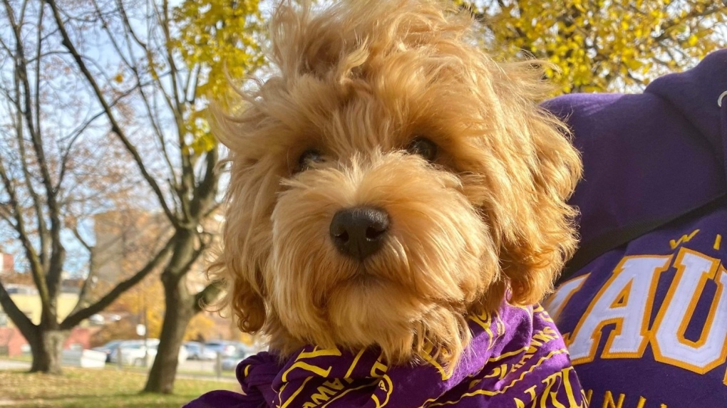 Local humane societies are partnering with Laurier to connect animals in need of foster homes with students, staff and faculty. (Courtesy: Twitter/Wilfrid Laurier University)