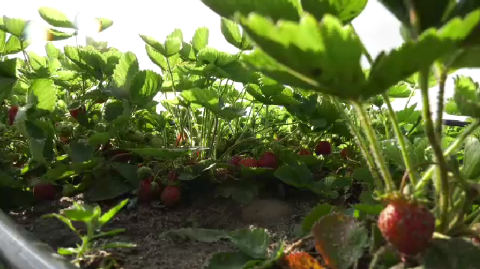 Pick Your Own Strawberries   Mrh June 24 1 6454528 