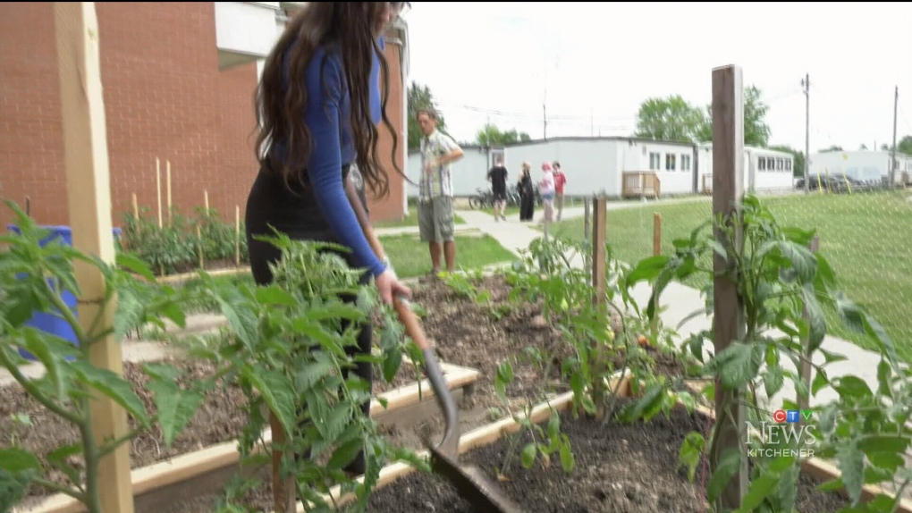 Kitchener School S Unique Compost Program   Kitchener Schools Unique Compost Program 1 6458566 