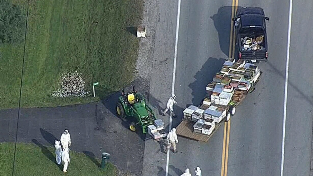 5 million bees fall off truck near Toronto CTV News