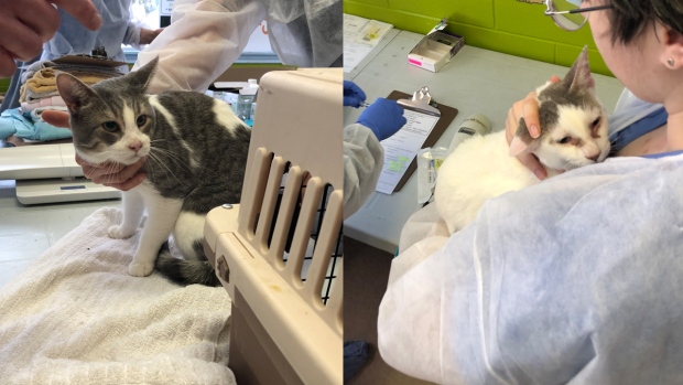 Two cats in the care of humane society staff