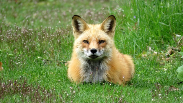 A male fox looks at the camera