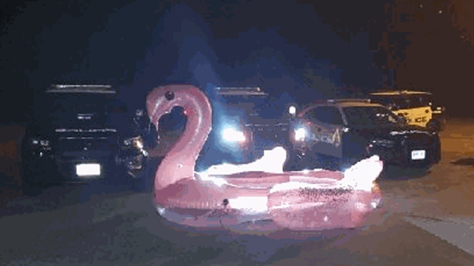 A pink flamingo pool float in front of police cars