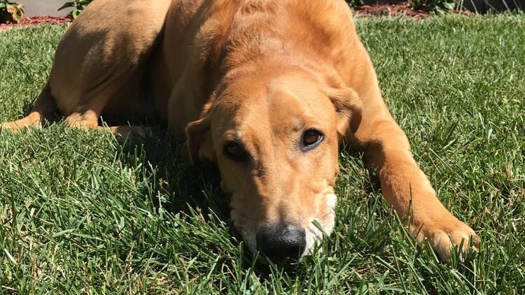 Dog lying in the grass