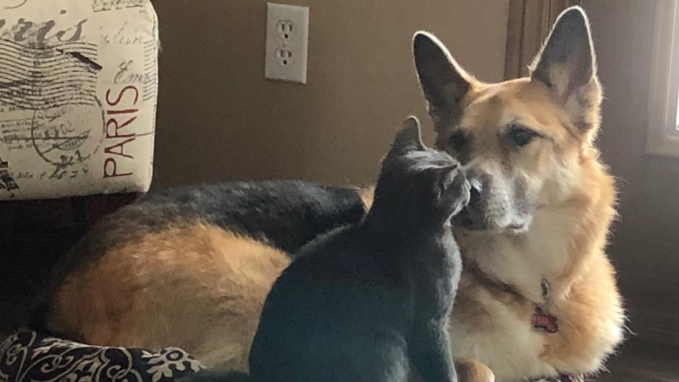 Dog and cat looking at each other