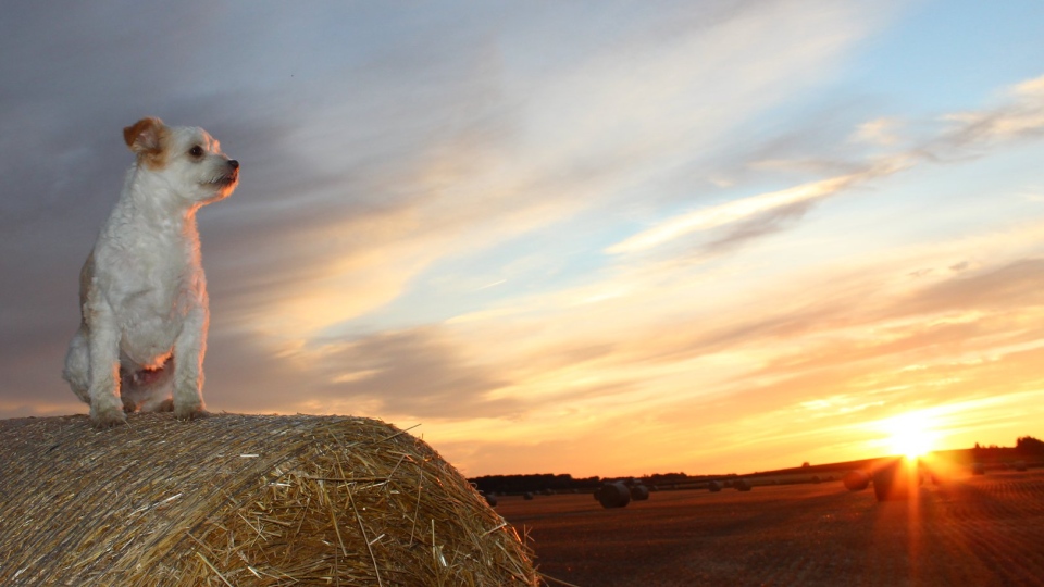 Dog on a hay bale looking at sunset