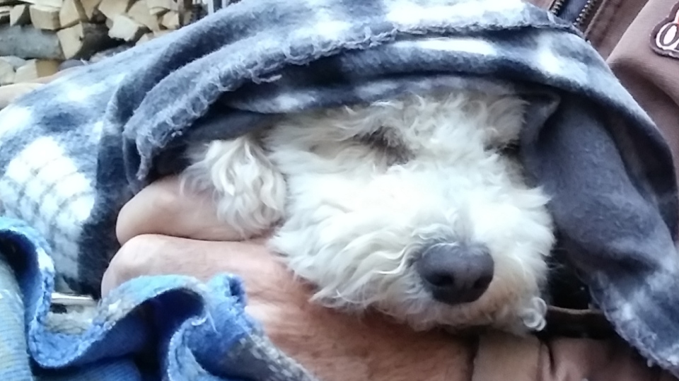 Dog huddled in blanket