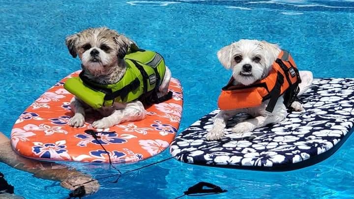 Two dogs in a pool on boogie boards