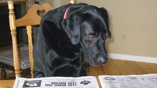 Dog in a chair looking at newspaper