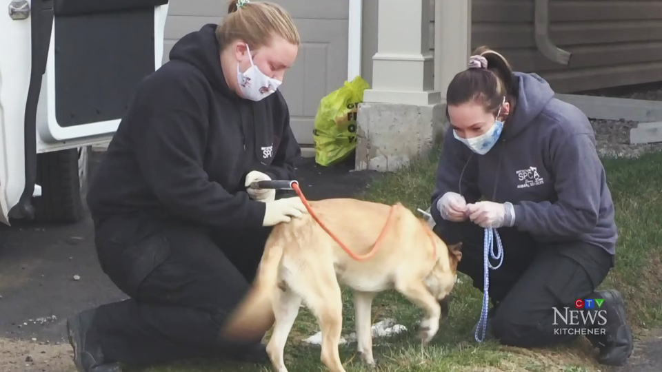 Dog rescued from home after barking for days