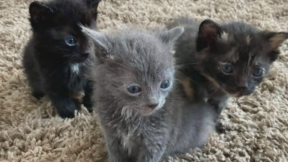 Kittens rescued from recycle bin