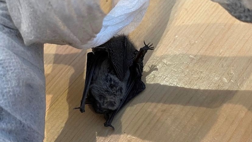 Bat found in furniture delivery