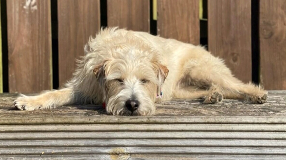 Airport mix-up means pooch left behind in Ireland