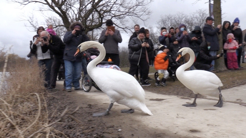 swans 2