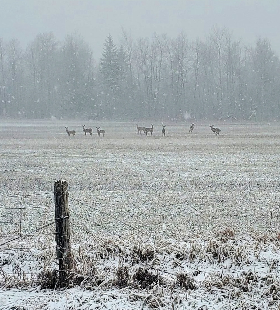 deer in the snow