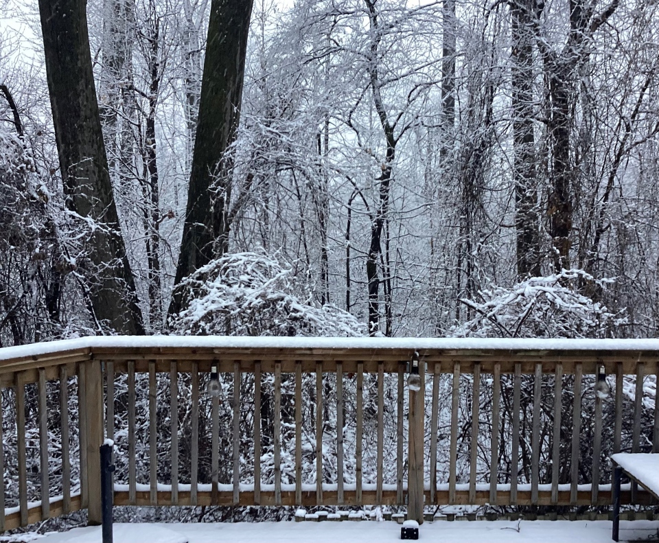 snow covered trees