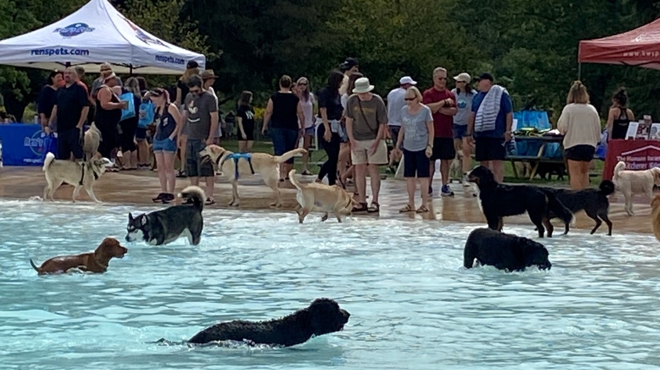 dogs pool splash and dash